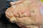 Sprød og lækker langtidsstegt andesteg med æbler og svesker