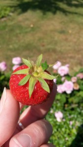 Jordbær