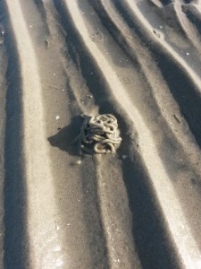 Bønnerup Havn og på besøg hos fiskemanden