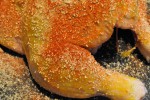 Paneret kylling med sennep og paprika - helstegt