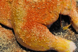 Paneret kylling med sennep og paprika - helstegt