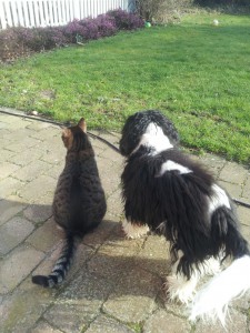 Pelle Cavalier - beretning fra et hundeliv