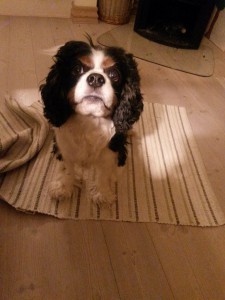 Pelle Cavalier - beretning fra et hundeliv