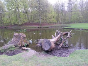 Marseliusborg skoven