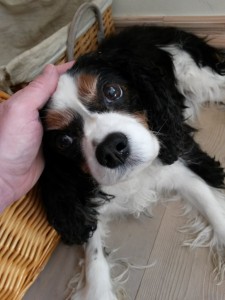 Pelle Cavalier - beretning fra et hundeliv