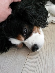 Pelle Cavalier - beretning fra et hundeliv