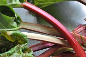 Kokosmakroner med rabarber og marcipan