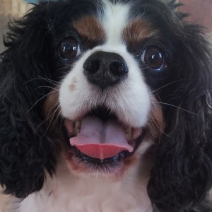 Pelle Cavalier - beretning fra et hundeliv