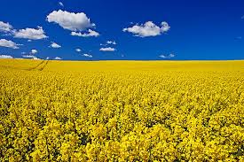 rapsmarker • nogetiovnen.dk rapsmarker