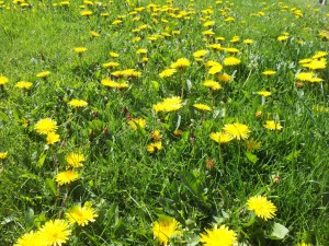 Bibliotekarhjerter der banker for...DIG!