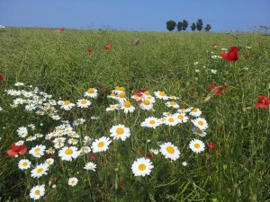 Bibliotekarhjerter der banker for...DIG!