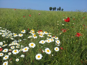 Bibliotekarhjerter der banker for...DIG!