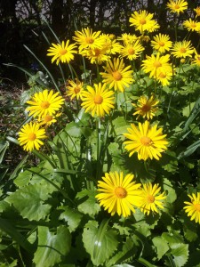 2014-04-15 12.11.32 • nogetiovnen.dk Sommerblomster