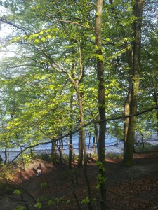 2014-04-26 16.26.40 • nogetiovnen.dk Bøgeskov