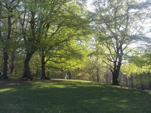 2014-04-26 17.33.55 • nogetiovnen.dk Bøgeskov