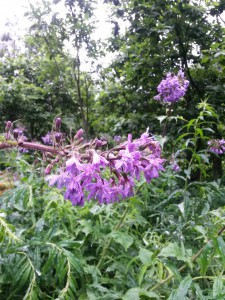 Eventyrligt smukke naturscenarier - Briksdalbreen