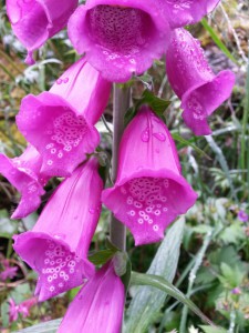 Eventyrligt smukke naturscenarier - Briksdalbreen