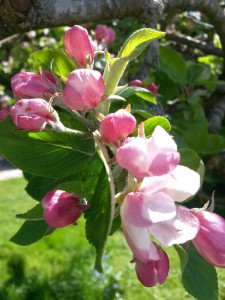 Æbletræ i blomst