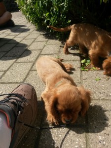 En sød lille Kalle hund siger hej til dig