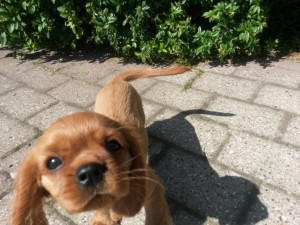 En sød lille Kalle hun siger hej til dig