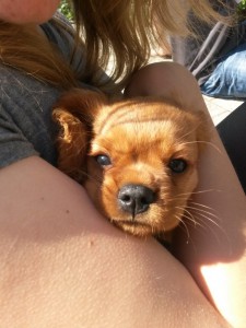 En sød lille Kalle hun siger hej til dig