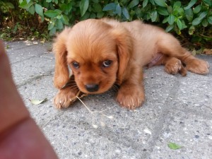 En sød lille Kalle hun siger hej til dig