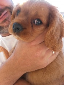 En sød lille Kalle hund siger hej til dig