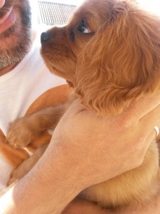 En sød lille Kalle hun siger hej til dig