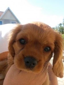 En sød lille Kalle hun siger hej til dig