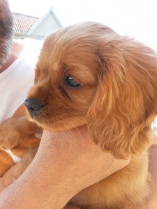 En sød lille Kalle hun siger hej til dig