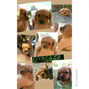 En sød lille Kalle hun siger hej til dig