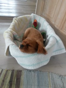 2015-08-15 12.38.32 • nogetiovnen.dk 2015-08-15 12.38.32