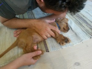 2015-08-15 17.45.16 • nogetiovnen.dk 2015-08-15 17.45.16