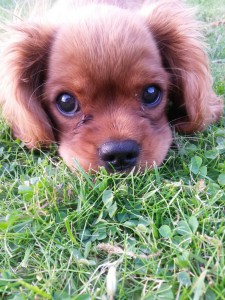 2015-08-30 17.07.59 • nogetiovnen.dk Kallehunden