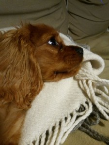 2015-10-02 19.10.27 • nogetiovnen.dk 2015-10-02 19.10.27