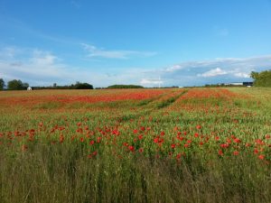 Glædesbobler og lykkerus