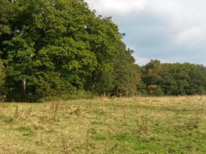 Langå Egeskov