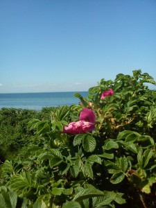 2012-05-27 13.58.42