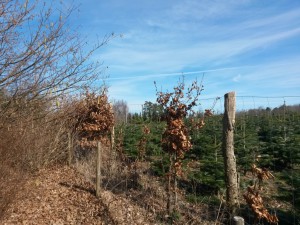 Bagenørden i sommerhuset