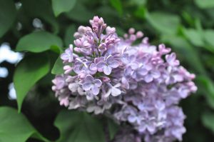 DSC_1540 • nogetiovnen.dk Nye kartofler og blomkål med smør