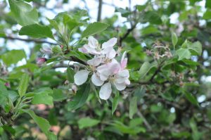 DSC_1541 • nogetiovnen.dk Nye kartofler og blomkål med smør