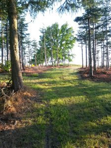 2016-06-04 20.06.08 • nogetiovnen.dk Hav, skov, blomsterflor og fuglesang - sommerhus og ferielykke