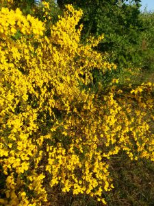 2016-06-04 20.08.24 • nogetiovnen.dk Hav, skov, blomsterflor og fuglesang - sommerhus og ferielykke