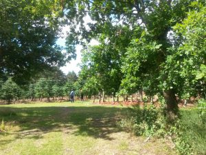 2016-07-04 10.53.09 • nogetiovnen.dk Hav, skov, blomsterflor og fuglesang - sommerhus og ferielykke