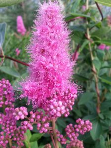 2016-07-04 20.39.11 • nogetiovnen.dk Hav, skov, blomsterflor og fuglesang - sommerhus og ferielykke