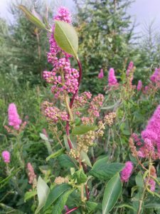 2016-07-04 20.39.27 • nogetiovnen.dk Hav, skov, blomsterflor og fuglesang - sommerhus og ferielykke