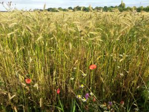 Sommer 