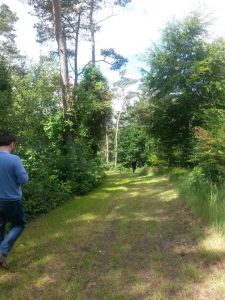 Skov