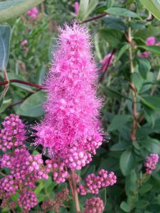Blomster