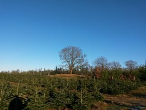 Den gamle bagermester og Gitte 